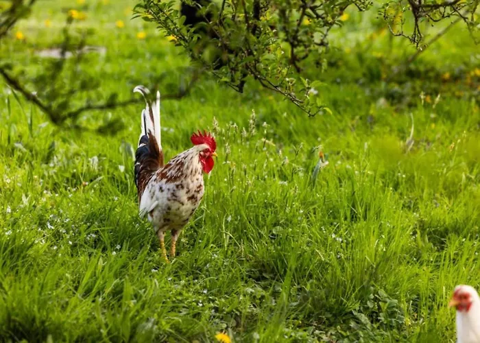 Mit Bergaufenthalt In Schoenau *